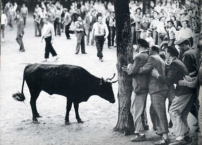 Испания, монохромный, быки - случайные обои для рабочего стола