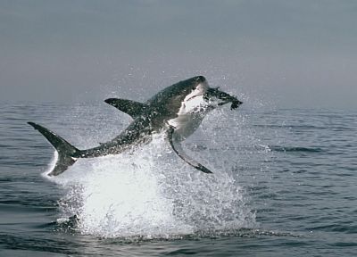 акулы - случайные обои для рабочего стола