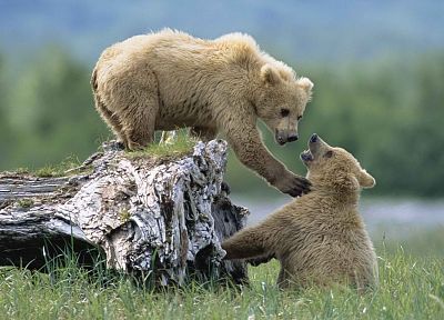 Аляска, медведи гризли, Национальный парк, братья и сестры - обои на рабочий стол