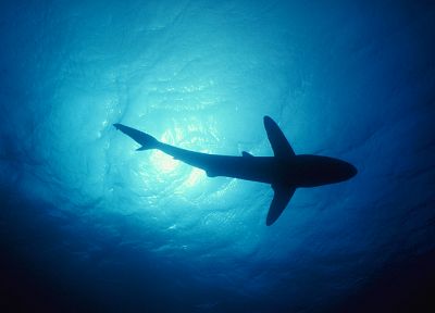вода, океан, животные, рыба, акулы, под водой - случайные обои для рабочего стола