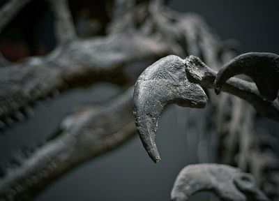 черепа, динозавры - случайные обои для рабочего стола