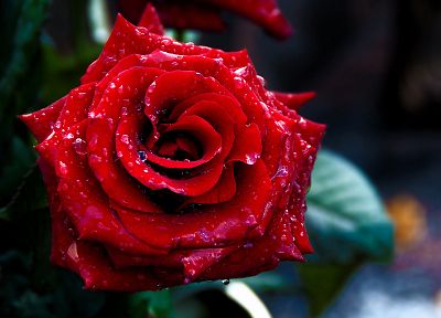 красный цвет, цветы, макро, розы - обои на рабочий стол