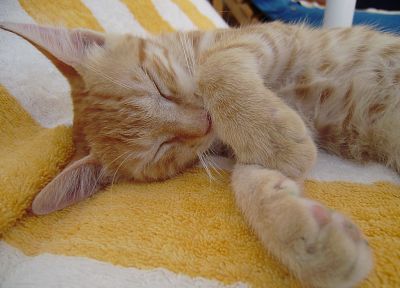 кошки, полотенца, закрытые глаза - похожие обои для рабочего стола