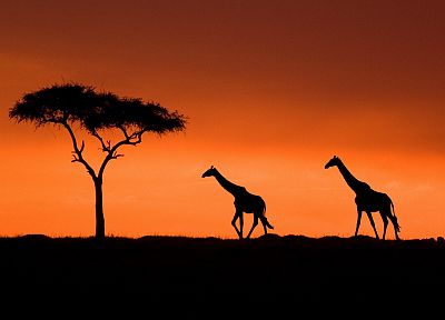 закат, акация, Кения, жирафы - обои на рабочий стол