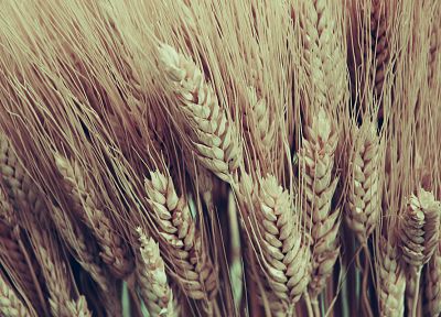 природа, поля, пшеница - обои на рабочий стол