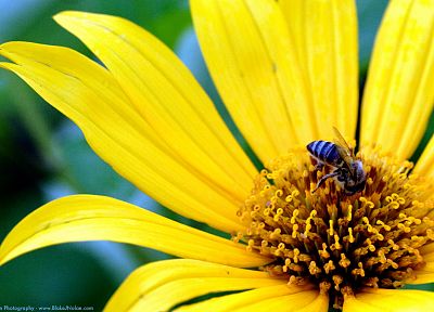 цветы, желтый цвет, насекомые, растения, пчелы - обои на рабочий стол