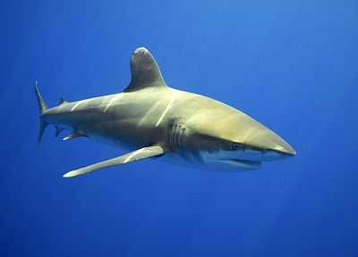 акулы, море - случайные обои для рабочего стола