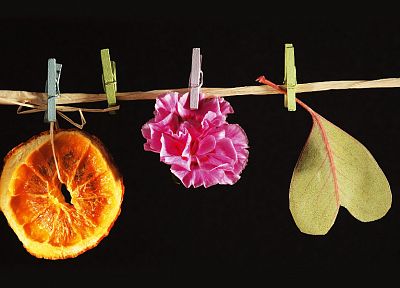 цветы, апельсины, ломтики - оригинальные обои рабочего стола