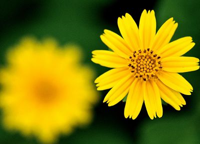 природа, цветы, макро, желтые цветы - случайные обои для рабочего стола