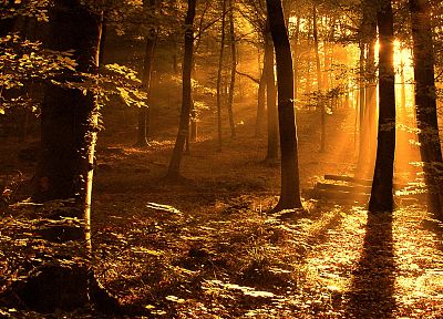 свет, природа, Солнце, деревья, осень, леса, оранжевый цвет, леса, солнечный свет - случайные обои для рабочего стола