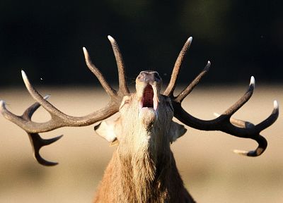 животные, лось, млекопитающие, оленьи рога, зевает - случайные обои для рабочего стола
