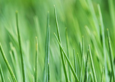 зеленый, природа, трава - случайные обои для рабочего стола