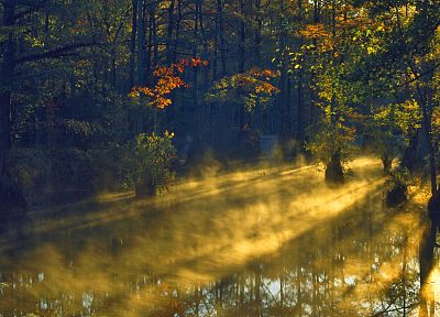 восход, леса, солнечный свет, болото, парки, кипарис, Северная Каролина - обои на рабочий стол