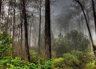 деревья, леса, туман - случайные обои для рабочего стола