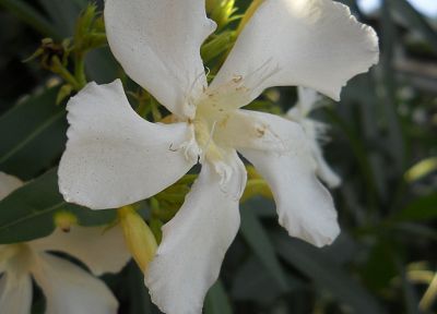 цветы, белые цветы - случайные обои для рабочего стола