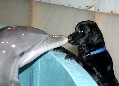 животные, собаки, дельфины - обои на рабочий стол