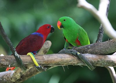 птицы, животные, попугаи - оригинальные обои рабочего стола