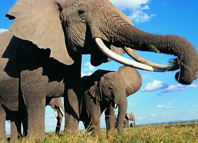 животные, слоны, слоненок, ребенок животных - случайные обои для рабочего стола