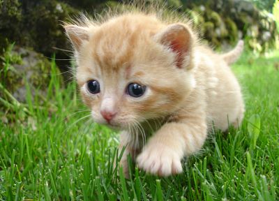 кошки, голубые глаза, животные, трава, котята - похожие обои для рабочего стола
