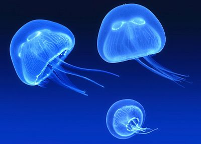 синий, медуза, монохромный - случайные обои для рабочего стола