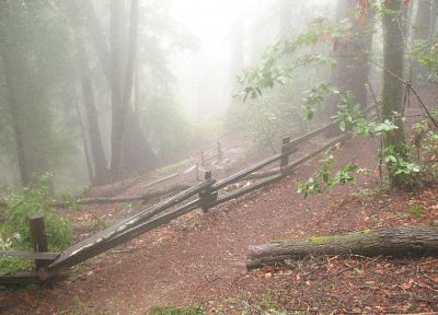 природа, деревья, леса, туман, туман - случайные обои для рабочего стола