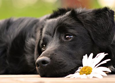 черный цвет, цветы, животные, собаки, млекопитающие - случайные обои для рабочего стола