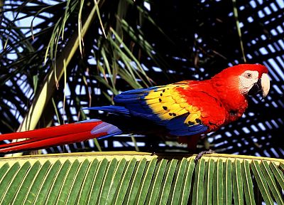 птицы, попугаи, Скарлет ара, пальмовые листья - похожие обои для рабочего стола