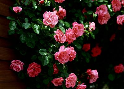 природа, цветы, розы, розовые розы - обои на рабочий стол