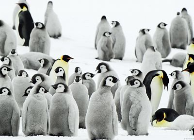 снег, птицы, пингвины, птенцы - обои на рабочий стол