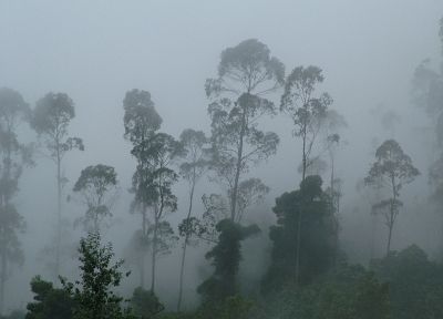леса, туман - копия обоев рабочего стола