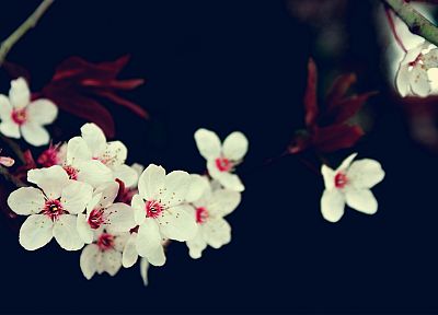 вишни в цвету, цветы, белые цветы - случайные обои для рабочего стола