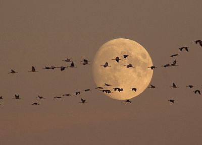 птицы, лунный свет, краны, полет - похожие обои для рабочего стола