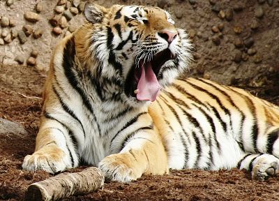 животные, тигры - похожие обои для рабочего стола