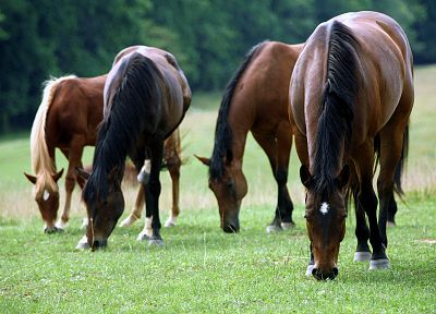 животные, лошади - копия обоев рабочего стола