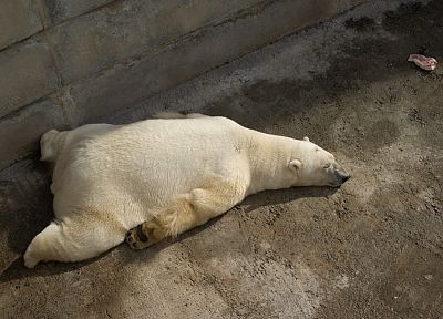 животные, спальный, белые медведи - случайные обои для рабочего стола
