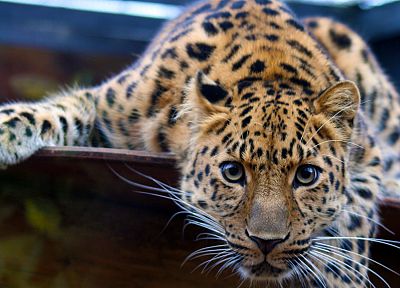 животные, леопарды - обои на рабочий стол