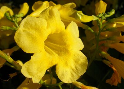 цветы, желтые цветы - оригинальные обои рабочего стола