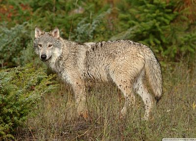 природа, животные, волки - случайные обои для рабочего стола