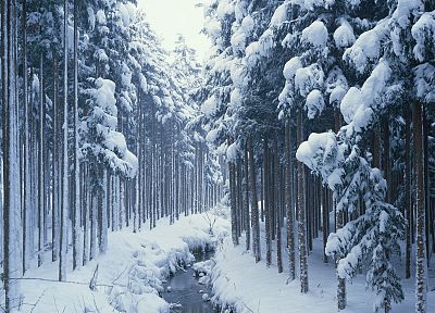 пейзажи, зима, деревья, HDR фотографии - случайные обои для рабочего стола