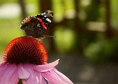 природа, цветы, насекомые, бабочки - обои на рабочий стол