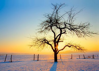 природа, зима, деревья, заборы - оригинальные обои рабочего стола