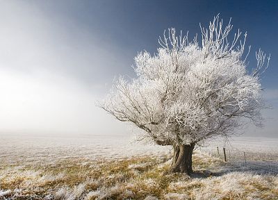 деревья, мороз - обои на рабочий стол