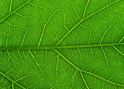 зеленый, природа, лист, макро - случайные обои для рабочего стола