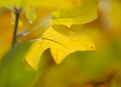 природа, осень, листья, глубина резкости - обои на рабочий стол