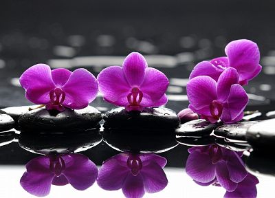 вода, цветы, выборочная раскраска, орхидеи, розовые цветы - оригинальные обои рабочего стола
