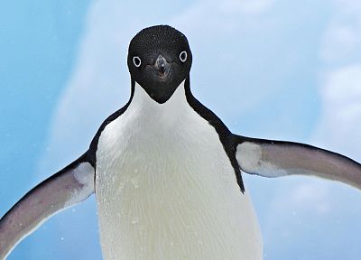 пингвины - обои на рабочий стол