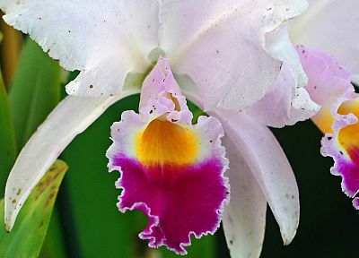 орхидеи - обои на рабочий стол