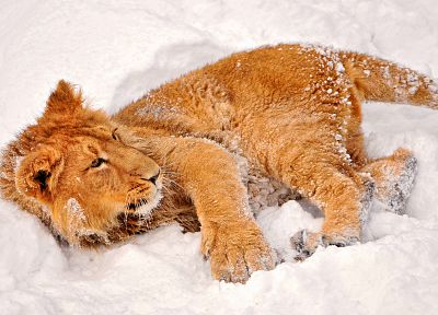 снег, животные, львы, ребенок животных - обои на рабочий стол
