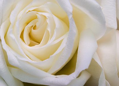 цветы, розы, белые цветы, белая роза - оригинальные обои рабочего стола