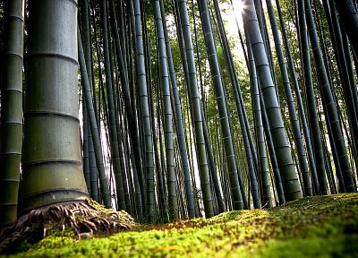 природа, дерево, леса, бамбук - обои на рабочий стол